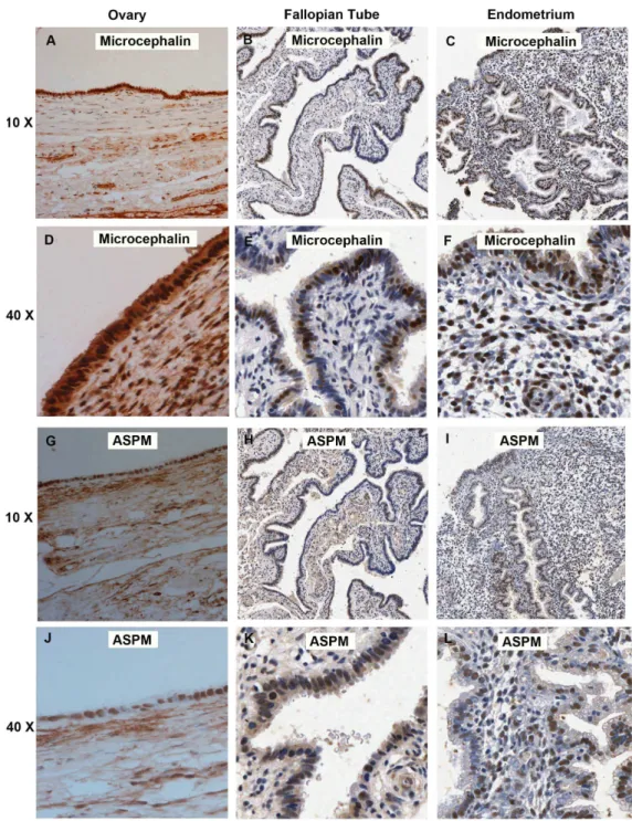 Figure 1. Immunohistochemical analysis of Microcephalin and ASPM in normal tissue samples