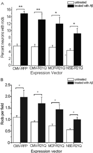 Figure 6. Visualization of rod formation and disappearance in neurons. Panels from time lapse imaging of neurons expressing cofilin-wt-mRFP (A) or cofilinR21Q-mRFP (B, C)