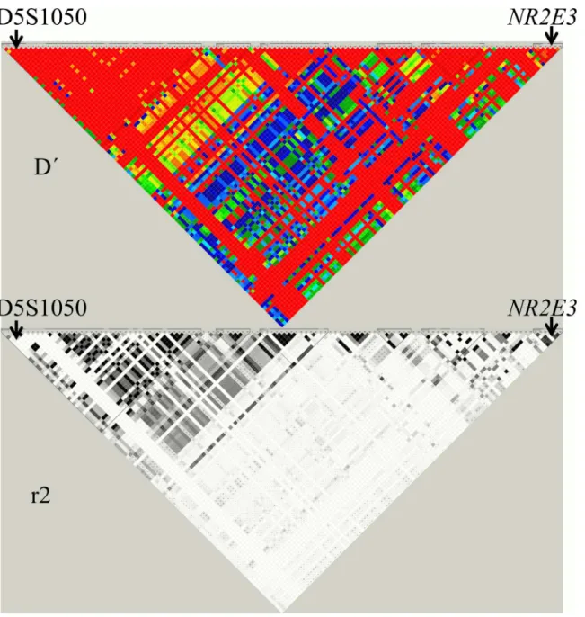 Fig 1. Linkage disequilibrium for region Chr15: 71,980,969–72,110,600 of the Human Genome Assembly GRCh37 (Hapmap/Haploview 4.0 software: http://www.hapmap.org/)