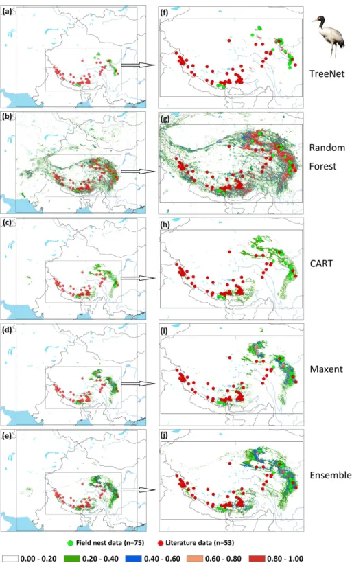 Figure 7 Prediction maps for Black-necked Cranes and zoomed-in maps showing the four models (TreeNet, Random Forest, CART and Maxent) and Ensemble model in detail