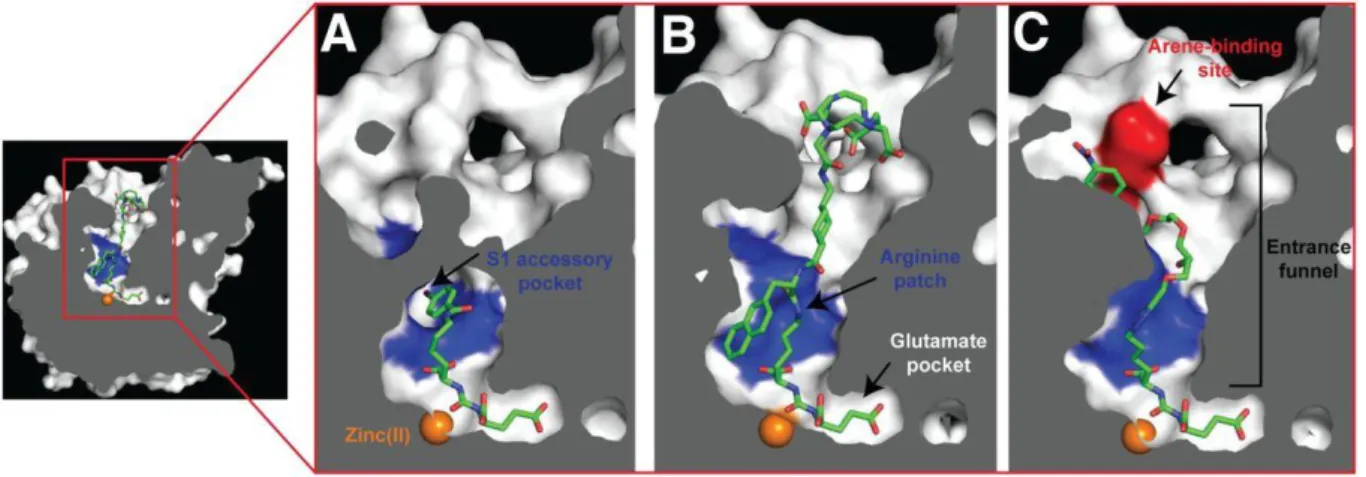 Figure 1.3. Representation of a cross-section of PSMA. The internal inhibitor-binding cavity presents a  S1’ Glu recognition pocket, dinuclear zinc(II) active site and irregularly shaped entrance funnel, where  an  arginine  patch,  a  S1  accessory  hydro