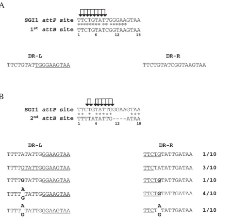 Figure 2. Comparison of the SGI1 18 bp attP , attB , DR-Ls, DR-Rs of S. Typhimurium. (A) Alignment of the attP site of SGI1 and the primary attB site (1 st attB) of S