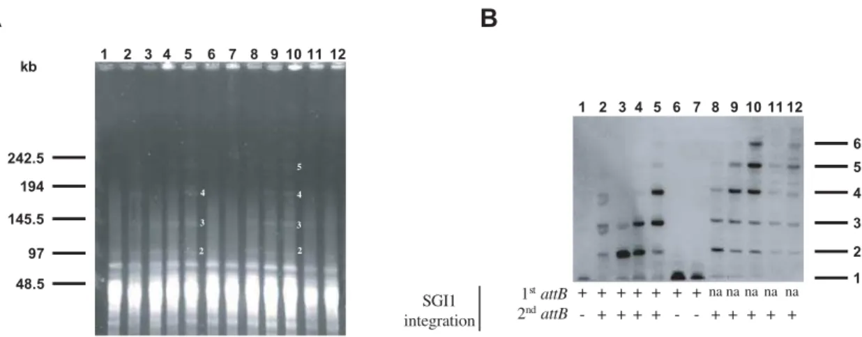 Figure 4. Copy numbers of SGI1 tandem arrays in the S. Typhimurium LT2 chromosome. (A) Macrorestriction analysis by PFGE of genomic DNAs cut by AscI of S