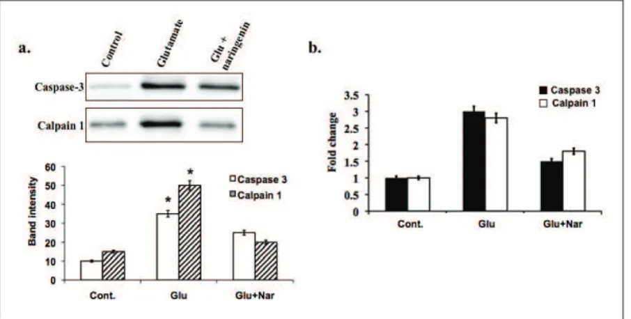 Fig. 3. Naringenin protects from apoptotic protein expression. A – Western blot analysis of caspase-3 and calpain 1 protein levels and  the graphical representation of quantification of band intensities