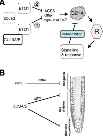 Figure 7. Models for CUL3A/B action in ethylene biosynthesis and root growth. A. Proposed model based on our genetic interactions to explain the role of CUL3A and CUL3B in ethylene biosynthesis