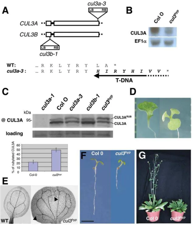 Figure 1. The cul3 hyp displays multiple developmental abnormalities. A. Schematic representation of T-DNA insertions in both CUL3A and CUL3B genes