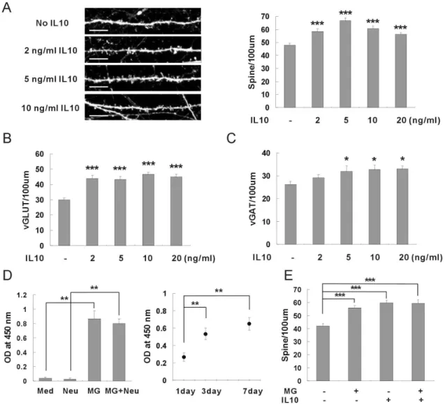 Figure 2.   Neuronal synapse formation induced by IL-10 released from microglia.  (A) The density of dendritic spines was increased by application of recombinant IL-10