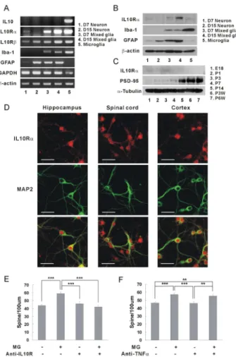 Figure  3.    IL-10  receptors  expressed  on  hippocampal  neurons.    (A)  Expression  of  IL-10  receptor  mRNAs  in  hippocampal neurons