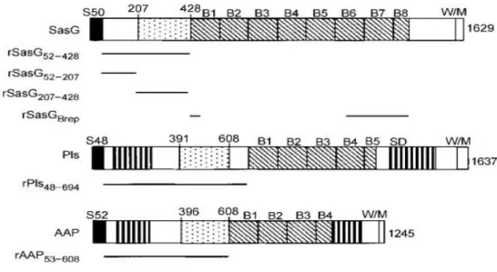Figure 6 shows the structure of these two proteins together with the accumulation associated  protein  (Aap)  that  has  a  very  similar  structure  and  is  present  in  Staphylococcus  epidermidis  (51,52)