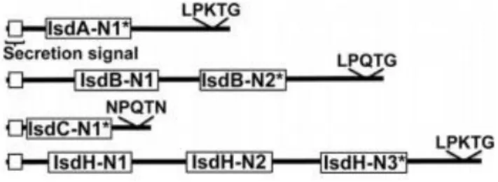Figure 7:  Structure of IsdA, IsdB, IsdC and IsdH. The white box at the N-terminus indicates the secretion  signal of each protein