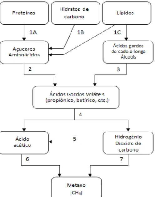 Figura 5 - Esquema geral da digestão anaeróbia de material orgânico solúvel (CCE). 