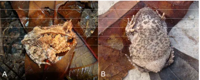 Figure 3.1: Proceratophrys concavitympanum from the Reserva Extrativista Riozinho do Anfrísio, Altamira, state of Pará