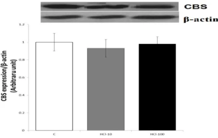 Figure  3. Effect of mucosal acidification on protein  expression of  cystathionine gamma lyase (CSE) in gastric mucosa