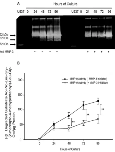 Fig 6. MMP-9 activation is inhibited by MMP-3. Cultures of placental leukocytes were incubated in the presence or absence of a neutralizing anti MMP-3 or a specific MMP-3 inhibitor