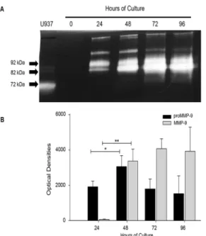 Fig 2. Placental leukocytes in culture secrete pro-enzyme and active MMP-9. A) Representative gelatin zymography (0.5 μg protein per lane) of placental leukocyte supernatants shows the 92 kDa pro-enzyme and the 82 kDa active form of MMP-9
