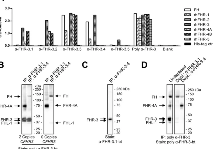 Fig 1. Characterisation of anti-FHR-3 mAbs. (A) Cross-reactivity of the obtained anti-FHR-3 monoclonal and polyclonal Abs