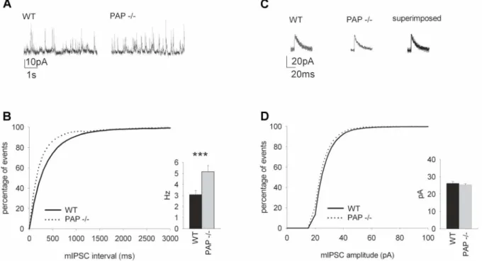 Figure 7. The frequency of spontaneous hippocampal mIPSCs is increased in PAP 2/2 mice