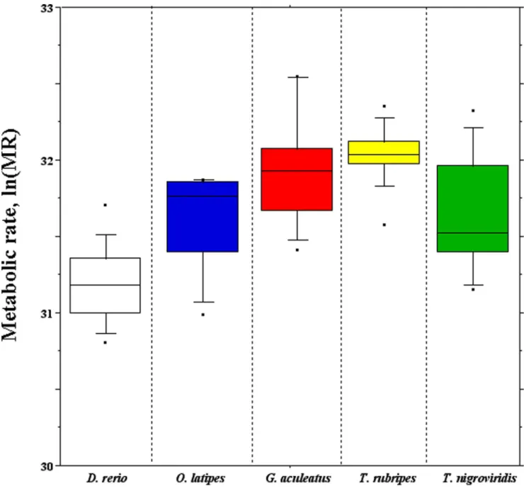 Figure 3. Box plots of the routine metabolic rate temperature-corrected using the Boltzmann’s factor (MR) measured in each teleostean fish.