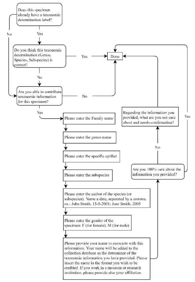 Figure 4.2 Flowchart representing the tasks in the taxonomic identification workflow of the project developed on the Zooniverse  platform