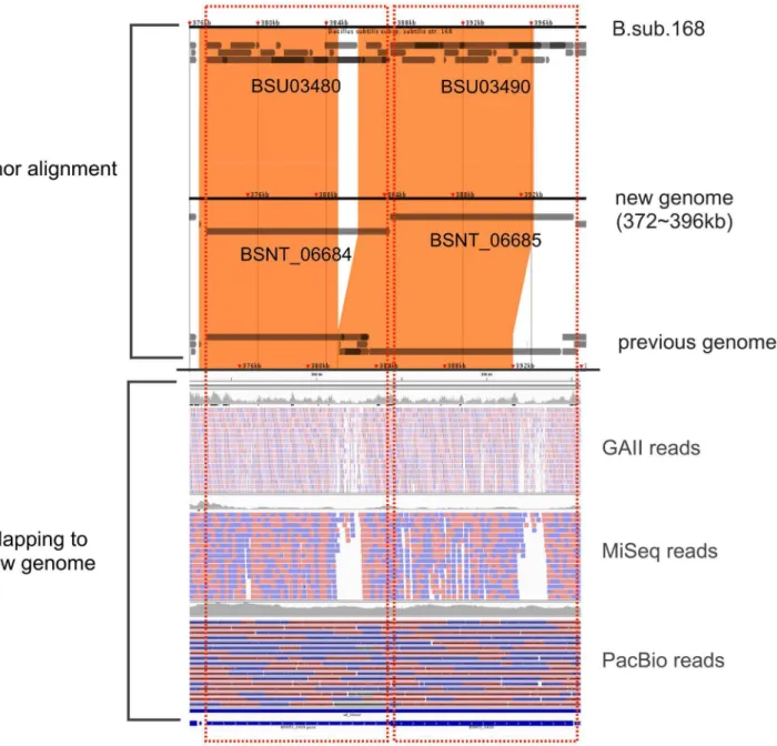 Figure 4 shows the GC rate for the new genome. The above- above-average GC rate and below-above-average GC rate are indicated in pink and blue, respectively