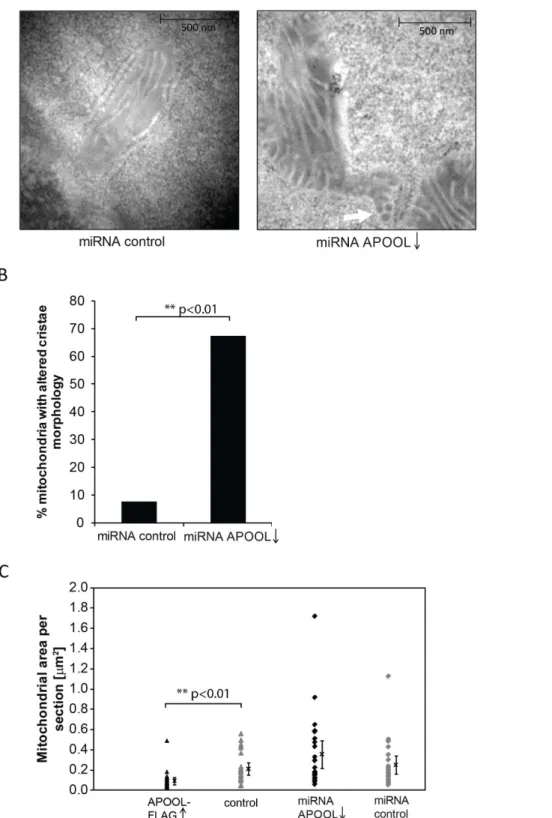 Figure 7. Downregulation of APOOL alters cristae morphology. A, Electron micrographs of 143B cells after transfection with plasmid DNA encoding miRNA against APOOL or control miRNA