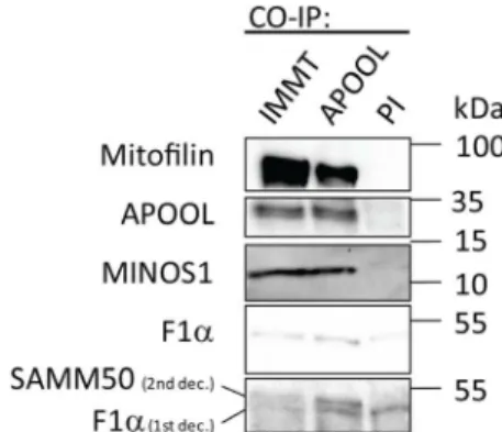 Figure 8. APOOL is a novel subunit of the Mitofilin/MINOS protein complex. Co-immunoprecipitation experiments using  indi-cated antibodies and preimmune serum (PI) were performed
