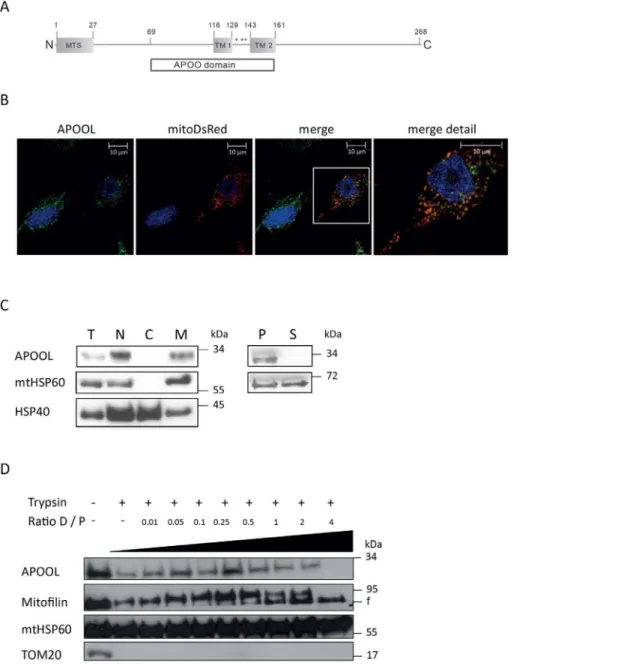 Figure 1. Complexome profiling of bovine heart mitochondria. A, Bovine heart mitochondria were solubilized in digitonin, separated by 5–