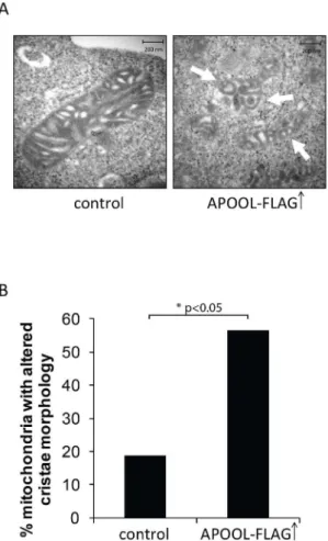 Figure 5. Overexpression of APOOL causes alteration of cristae morphology. A, Electron micrographs of 143B cells after transfection with plasmid DNA encoding APOOL-FLAG or mtGFP (control)