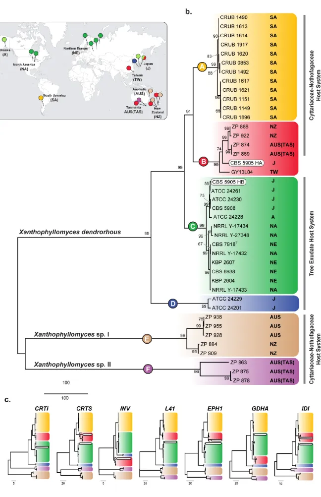 Figure 4 - Xanthophyllomyces multilocus phylogeny and distribution. 