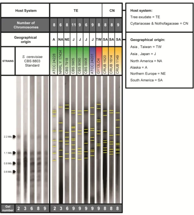 Figure 8 - X. dendrorhous karyotypes. Chromosomal patterns of eleven strains and information regarding host  system, geographic localization, and CN are also presented