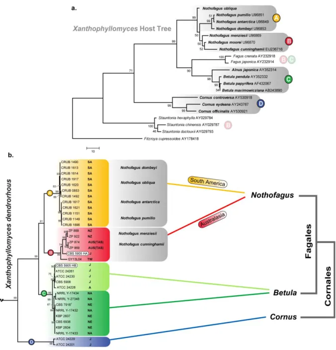 Figure 9 - X. dendrorhous population structure and host tree phylogeny.  (a)  ITS phylogeny (performed by  MP method) of representatives of the host trees