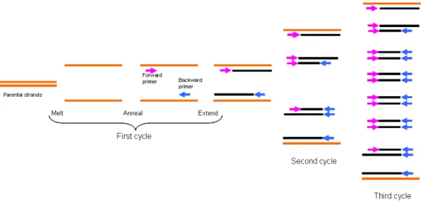 Figure 1 – In this picture are represented the first three cycles of a PCR (Polymerase Chain Reaction)