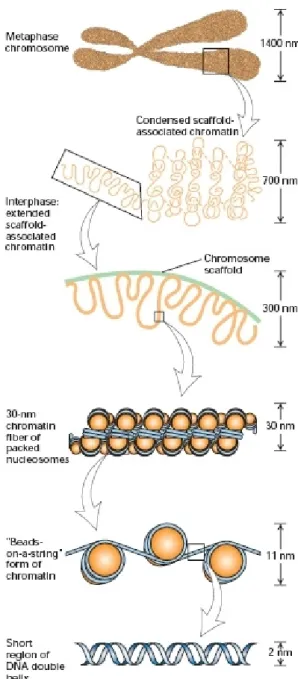 Figure 2- The figure above represents the  various levels of chromatin organization, from  the DNA level to the chromosome level [7] 