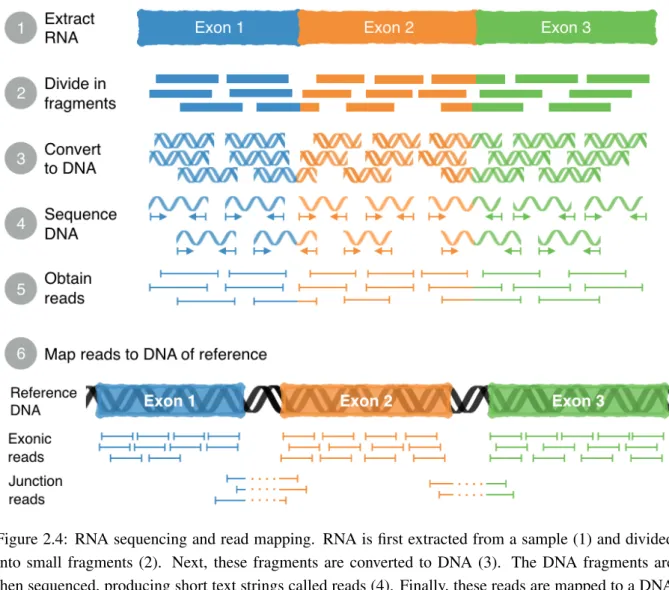 Figure 2.4: RNA sequencing and read mapping. RNA is first extracted from a sample (1) and divided into small fragments (2)