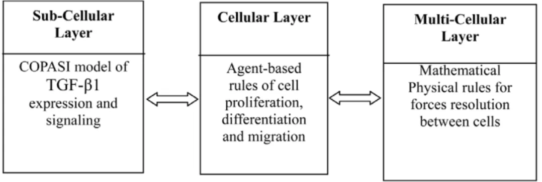 Figure 1. The three integrated layers of the multiscale model of the human epidermis.