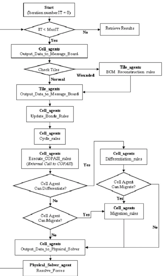 Figure 3. Flowchart of the multiscale model of the human epidermis. Pseudocode descriptions of the steps 1 to 12 are illustrated in Appendix S2