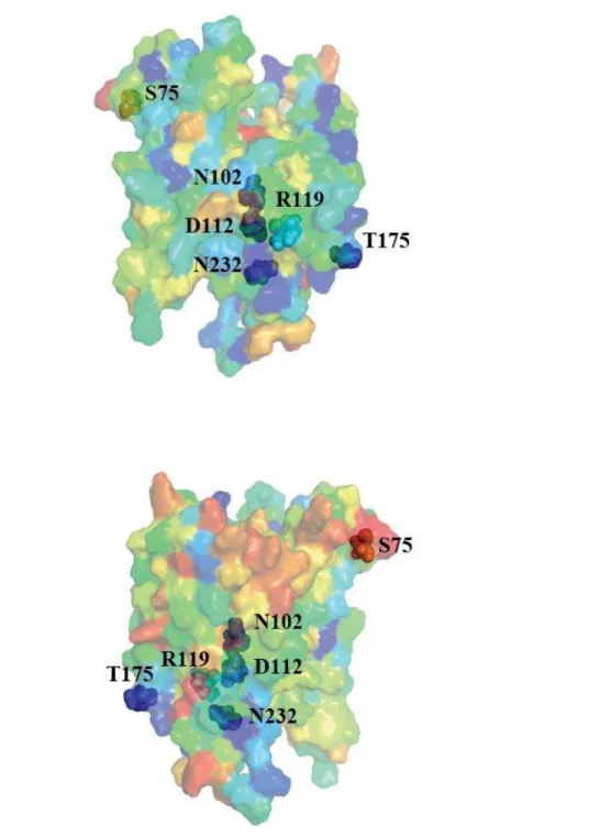 Figure 6. Predicted UBIA prenyltransferase domain-containing protein 1 structure from ModBase mapped with evolutionary conservation scores calculated by ConSurf