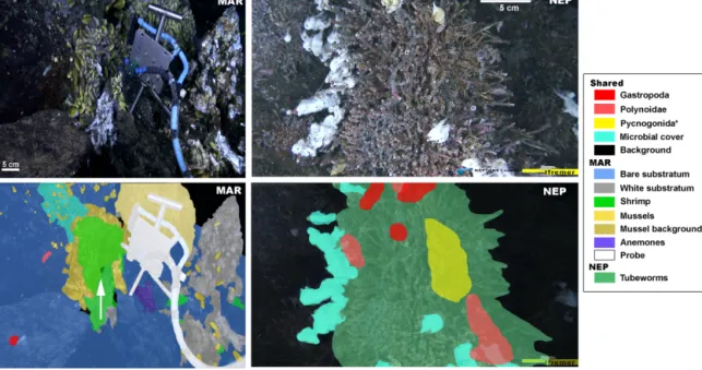 Figure 2. Sample image recorded by the ecological observatory modules for MAR and NEP (top) and a map of the fields of view (FOV) featuring the various taxa assessed (bottom)