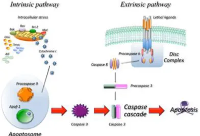 Figure 1 Schematic representation of the main apoptosis molecular pathways. Adapted from Favaloro et  al
