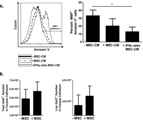 Fig 5. MSCs decrease oligodendrocyte death. (A) Oligodendrocyte progenitor cells (OPCs) were isolated from neonatal rat brains and cultured in PDGF-supplemented Sato medium
