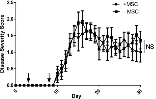 Fig 1. MSCs do not affect the MOG 35–55 EAE disease course. C57BL/6 mice were immunized with MOG 35 – 55 in complete Freund ’ s adjuvant