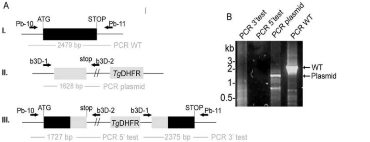 Figure 7. PbLplA1 is susceptible to gene targeting. A. Control integration strategy to recover one functional LplA1 gene copy