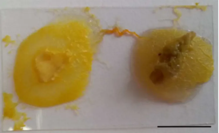 Fig 1. Photograph of the P. polycephalum plasmodium (yellow material) cultivating two ‘ islands ’ of agar substrate overlying a glass coverslip