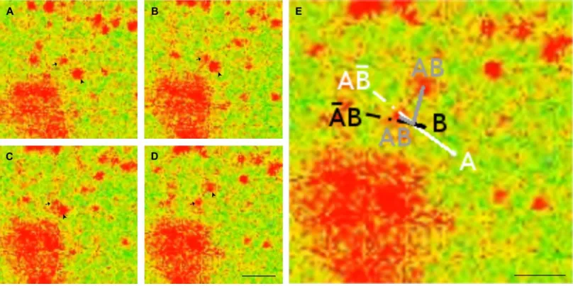 Fig 3. Confocal micrographs to illustrate how vesicle trajectories may be interpreted as an implementation of the interaction gate following a TI collision