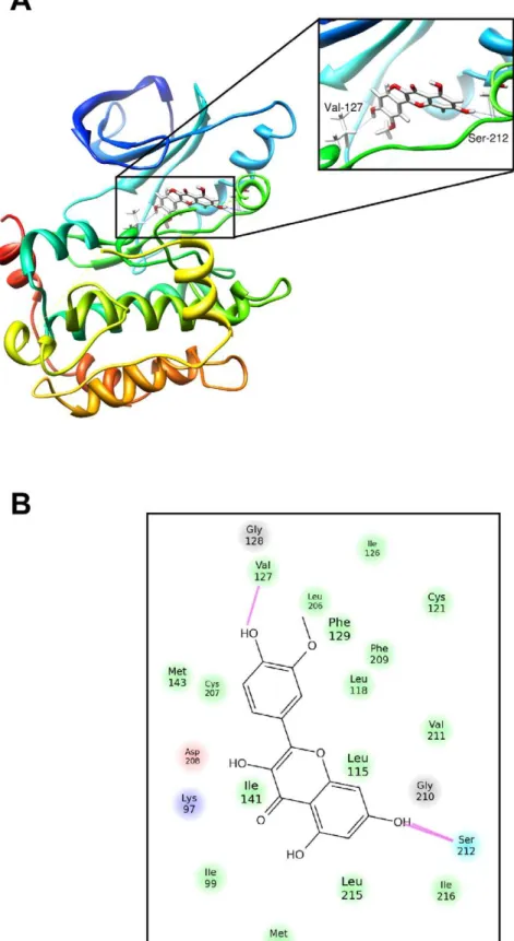 Figure 3. Modeling of isorhamnetin binding with MEK1. (A) Isorhamnetin binds to an ATP-noncompetitive pocket of MEK1