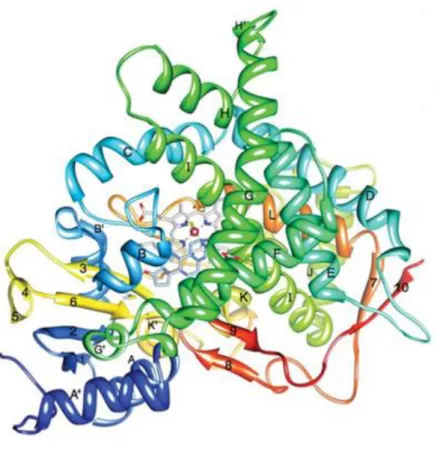 Figure 3: Tertiary structure of the aromatase enzyme isolated from human placenta. The N-terminus, which  begins at amino acid 45, is shown in dark blue, whilst the C-terminus, which ends at amino acid 496, is shown in  red