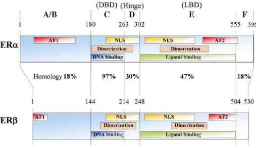 Figure 5: Representation of the structure of human ERα and ERβ. Both ERα and ERβ have an A/B domain at  the N-terminus, a C domain that represents the DNA-binding domain (DBD), a D domain/hinge region, an E domain  that harbours the ligand-binding domain (