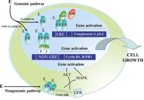 Figure  6:  Genomic  and  non-genomic  oestrogen  signalling  pathways.  Classical  and  non-classical  genomic  signalling  pathways  are  shown,  where  activated  oestrogen  receptor  (ER)  induces  gene  transcription  through  dimerisation,  followed 