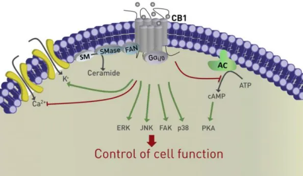 Figure 9: Cannabinoid receptor signalling inside a cell. Cannabinoid receptor activation can lead to a series of  alterations to intracellular functions, thus changing the outcome of a cell