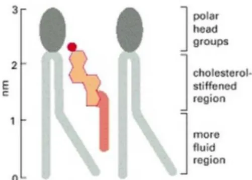 Figure 2 - Schematic drawing of a cholesterol molecule interacting with two phospholipid molecules